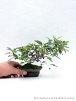 Malus micromalus shohin bonsai