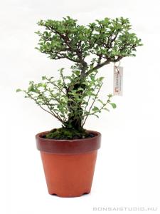 Chaenomeles japonica shohin pre bonsai 01.