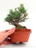 Pinus thunbergii shohin bonsai 06.