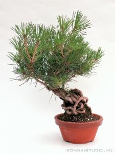 Pinus thunbergii shohin bonsai 08.