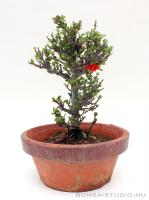 Chaenomeles japonica shohin bonsai 06.}