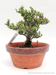 Chaenomeles japonica shohin bonsai 07.