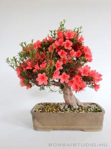 Rhododendron indicum bonsai 19.