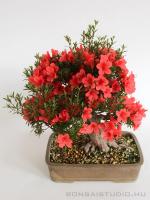 Rhododendron indicum bonsai 19.