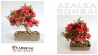 Rhododendron indicum bonsai 19.
