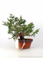 Boróka pre bonsai - Juniperus chinensis 'Itoigawa' 1.