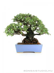 Ulmus parvifolia 'Corticosa' shohin bonsai Hattori tálban