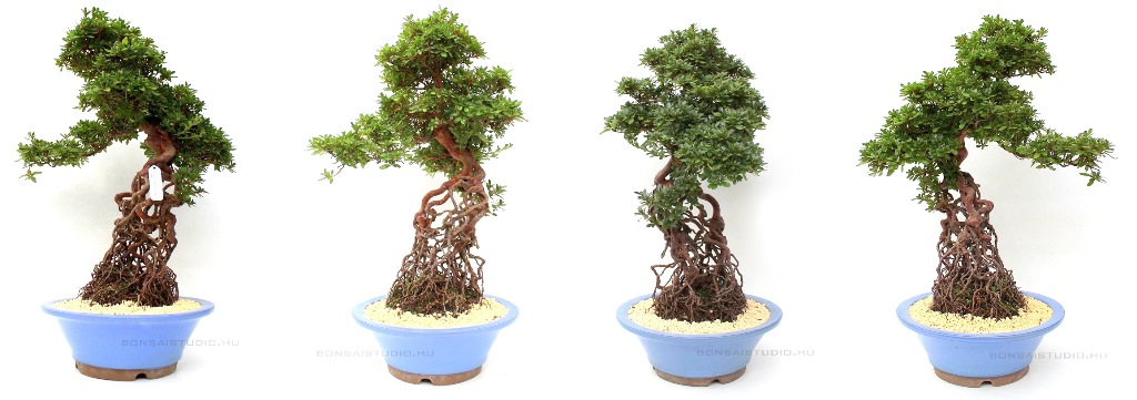 neagari bonsai stilusban nevelt rhododendron indicum vagy satsuki azalea bonsai